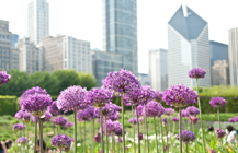 flowers in a field by a city